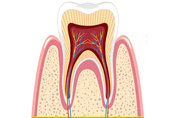 Root Canal Treatment